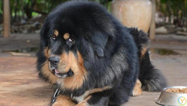 藏獒，内心可爱，休闲娱乐大师