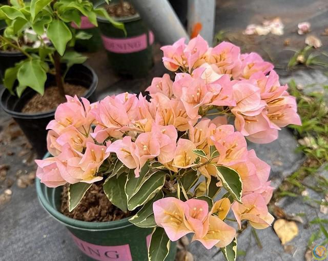 给三角梅催花，教你一个&ldquo;高效&rdquo;催花法，10天长满花苞