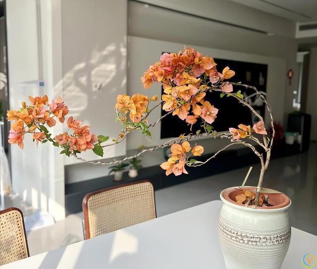 给三角梅催花，教你一个“高效”催花法，10天长满花苞