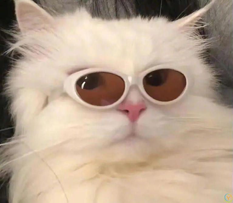 如何为你的猫提供健康的饮食