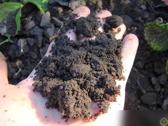 10种“小垃圾”当“免费松土剂”，花盆埋一把软似发糕！