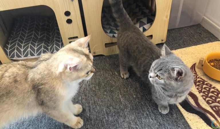 只养一只猫，它会孤独吗？