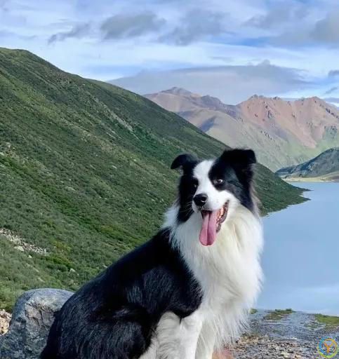 最有灵性的6种狗狗，你对它的好，都会记在心里！