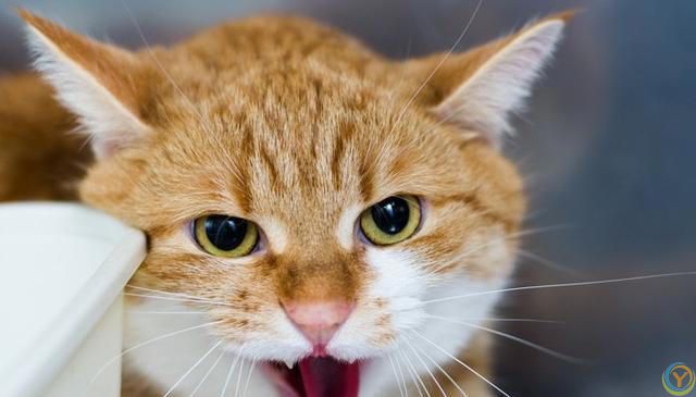 探索猫咪食欲背后的真相：你真的了解猫咪的吃饭欲望吗？