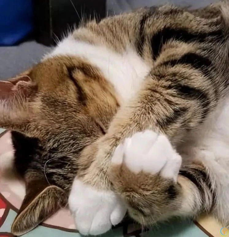 养猫多年才发现，猫咪睡觉爱用手“捂眼睛”，竟是这些原因！