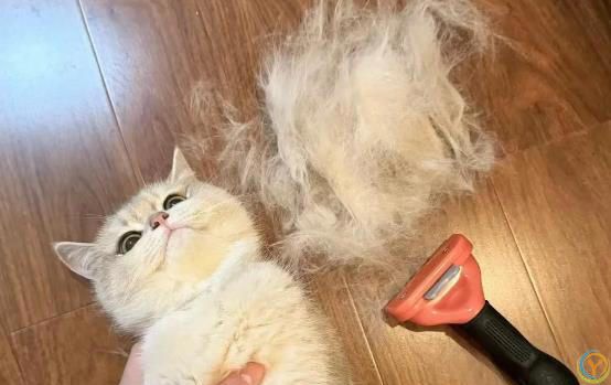 ***都说养猫幸福，可这5个坏处，你又知道几个？