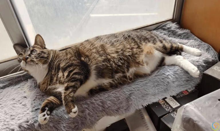 只养一只猫，它会孤独吗？