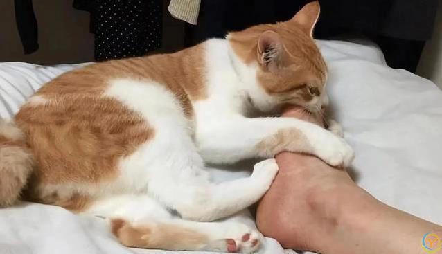 猫咪偷袭你脚丫子？不是想吃肉，藏着3种小心思！