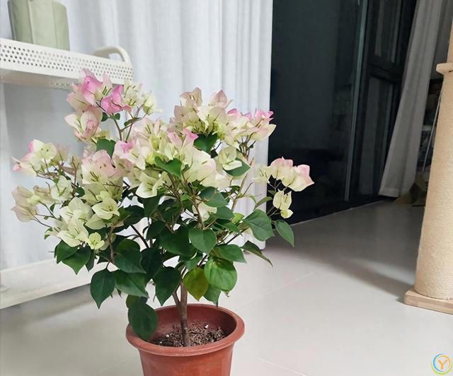 给三角梅催花，教你一个“高效”催花法，10天长满花苞