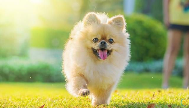 十大新手最好养的狗狗，除了拉布拉多、金毛还有哪些狗狗适合新手