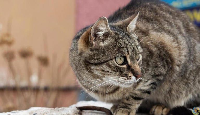 你知道猫粮怎么选吗？猫粮里这些营养成分对猫咪至关重要！