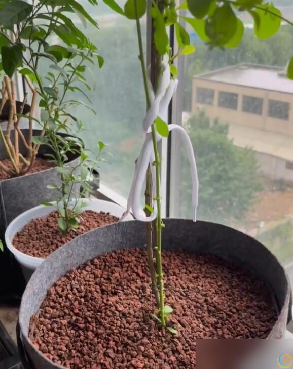 10种“小垃圾”当“免费松土剂”，花盆埋一把软似发糕！