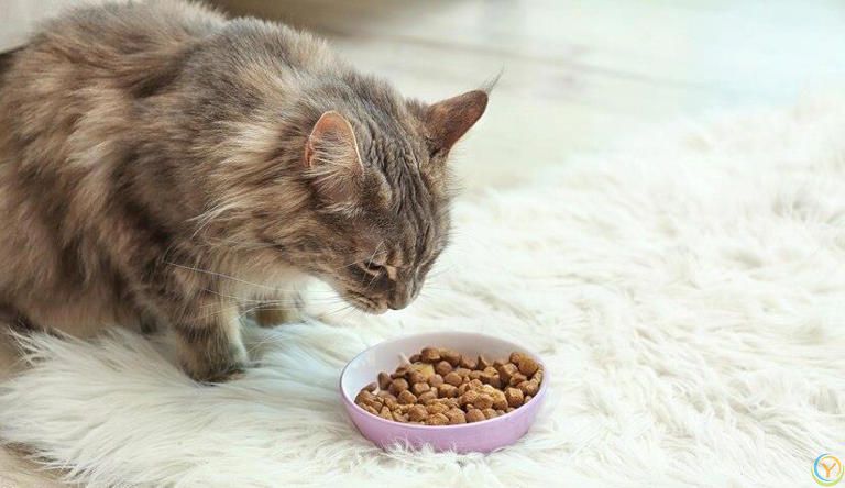 你知道猫粮怎么选吗？猫粮里这些营养成分对猫咪至关重要！