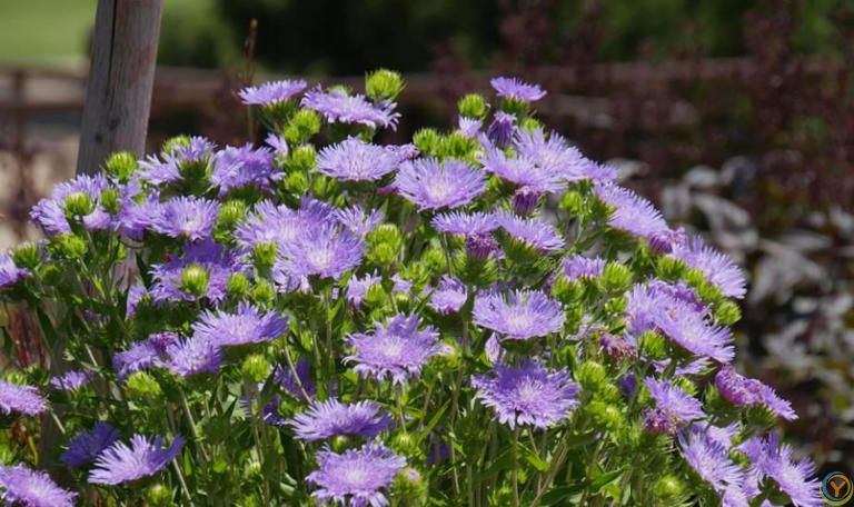分享一种经典的紫色花，皮实耐寒多季节有花赏，值得拥有