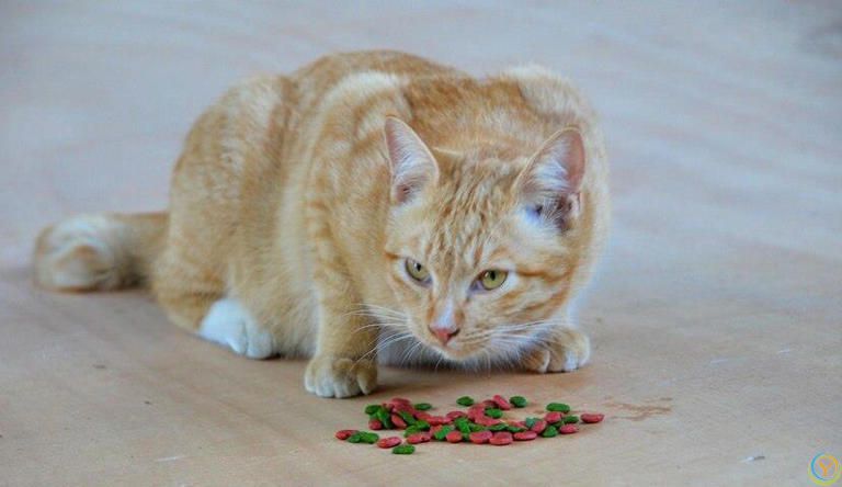 你知道猫粮怎么选吗？猫粮里这些营养成分对猫咪至关重要！