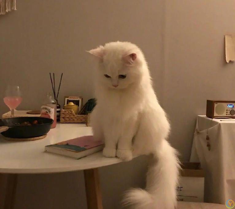 如何为你的猫提供健康的饮食