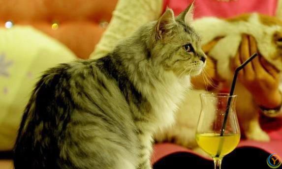 猫咪偷偷爱你？5个小动作暴露心意！