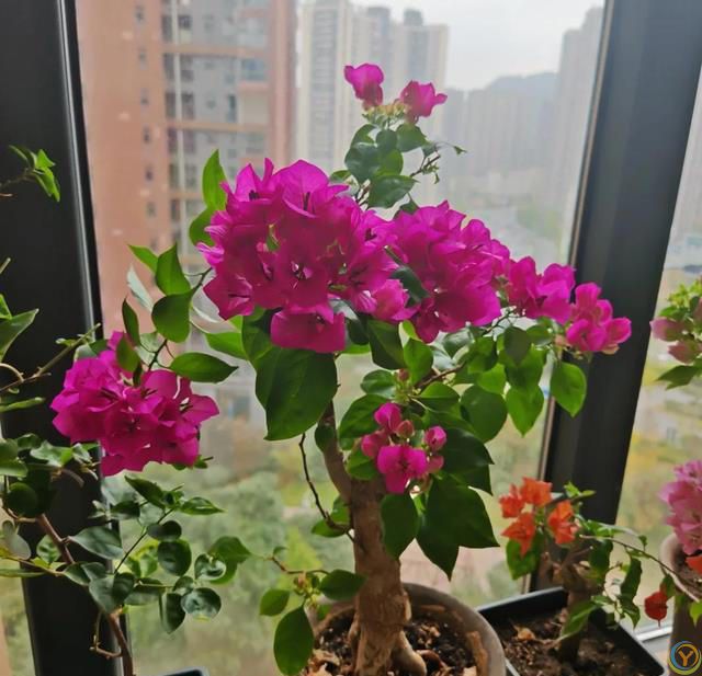 给三角梅催花，教你一个“高效”催花法，10天长满花苞