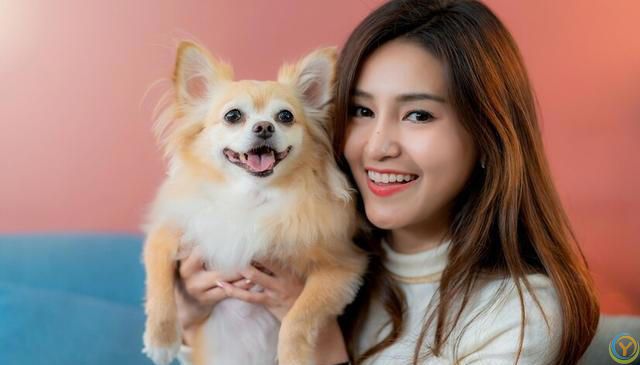 十大新手最好养的狗狗，除了拉布拉多、金毛还有哪些狗狗适合新手