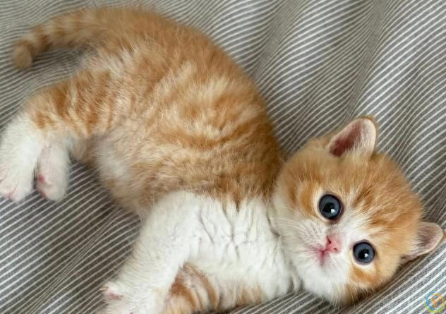 ***都说养猫幸福，可这5个坏处，你又知道几个？