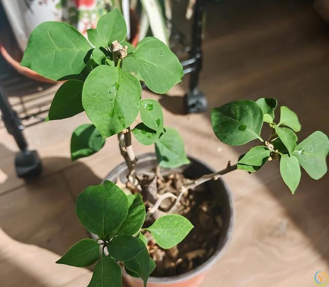 给三角梅催花，教你一个“高效”催花法，10天长满花苞