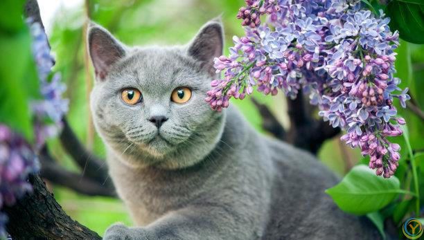 猫咪的性格和生活习性真的会随主人改变吗？