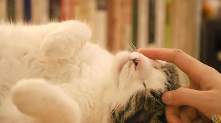 只养一只猫，它会孤独吗？