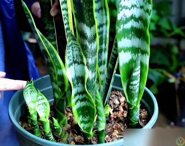 10种“小垃圾”当“免费松土剂”，花盆埋一把软似发糕！