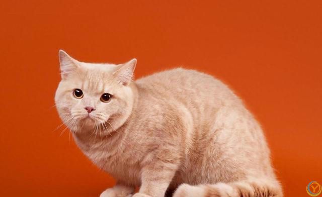 怎么才能判断猫咪营养不良？