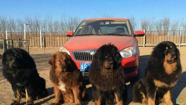 藏獒，内心可爱，休闲娱乐大师