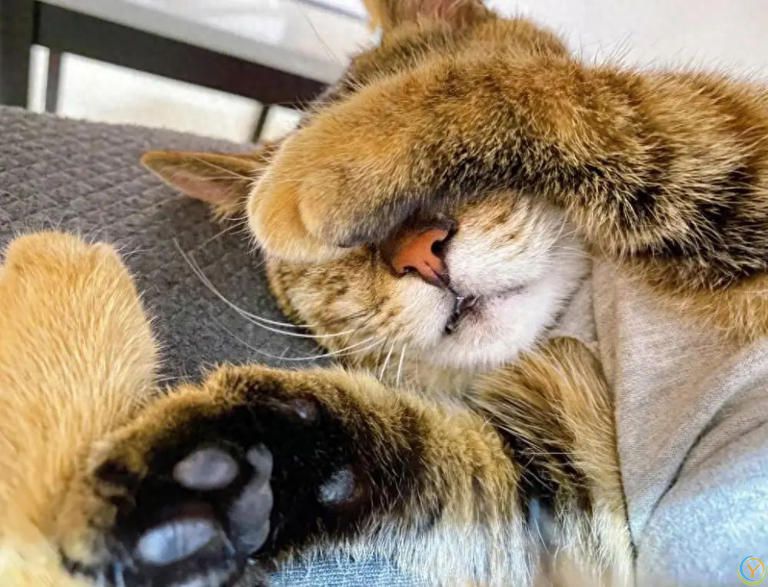 养猫多年才发现，猫咪睡觉爱用手&ldquo;捂眼睛&rdquo;，竟是这些原因！