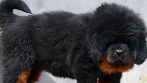 藏獒，内心可爱，休闲娱乐大师