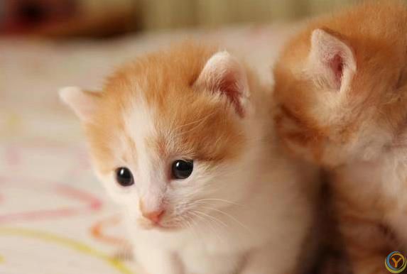 猫咪偷偷爱你？5个小动作暴露心意！