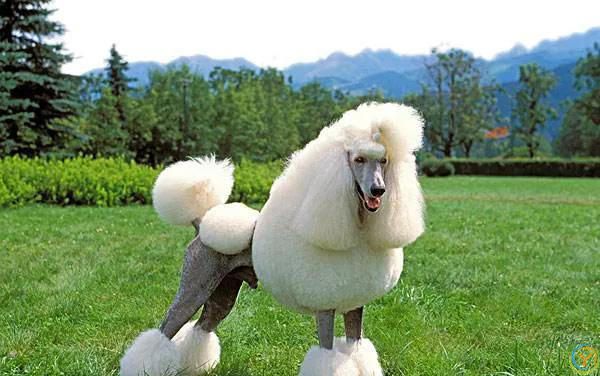 最有灵性的6种狗狗，你对它的好，都会记在心里！