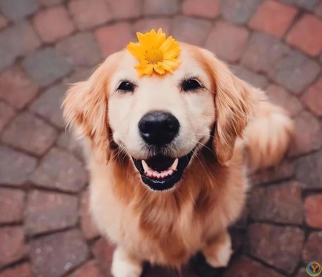 公认“最有灵性”的7种狗，养过的人都说好！