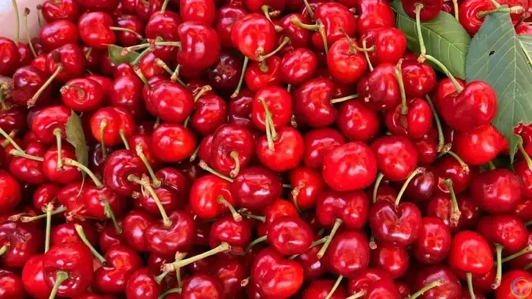 夏天，少吃西瓜多吃它，一次煮好存冰箱，随吃随取，营养又解馋！