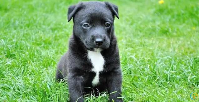 狗狗最爱这5件事，你家宝贝想要啥？