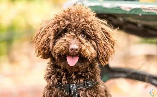 狗狗最爱这5件事，你家宝贝想要啥？