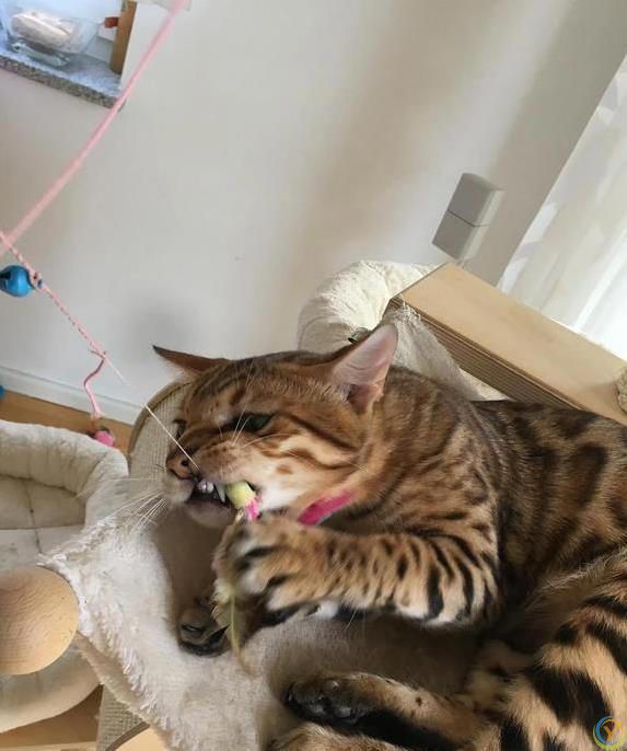 猫咪疯狂啃数据线，铲屎官气炸，4招让它乖乖听话？