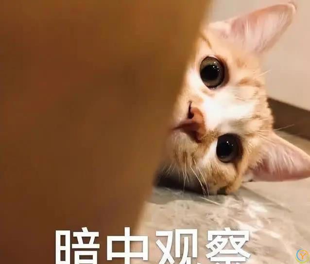 猫咪犯错躲角落偷瞄你，6种道歉方式，你家猫中几招？