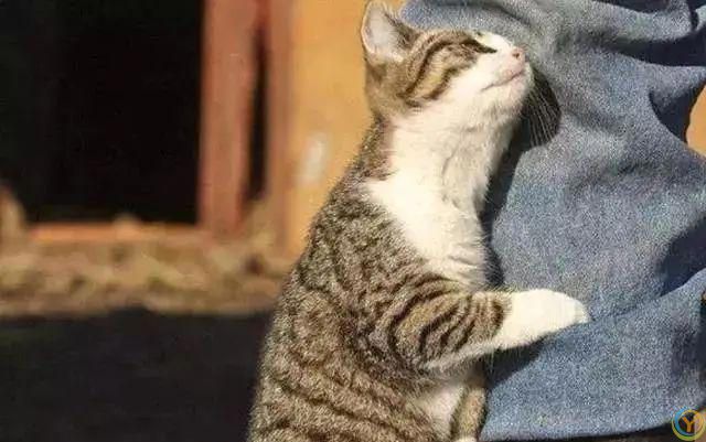 盘点猫咪最让人误解的6大行为，你真的懂猫吗？