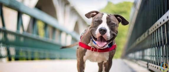 狗狗咧嘴笑得萌，主人却吓出一身汗？真相没你想得简单