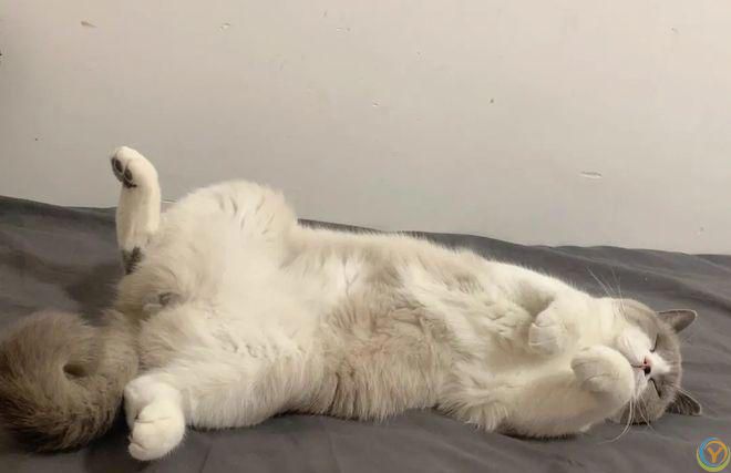 盘点猫咪最让人误解的6大行为，你真的懂猫吗？