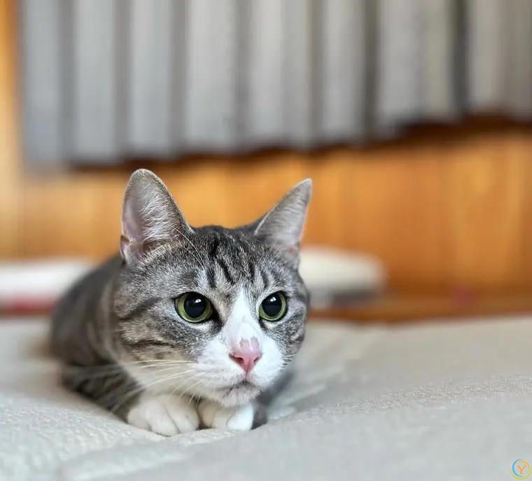 猫咪不喝碗里水，偏蹲水龙头下等，背后原因让人笑喷