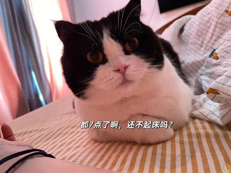 为什么猫咪一大早“叫你起床”？背后原因又气又暖！