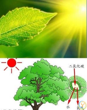 植物为何是绿色？血液为何是红色？蓝血生物在现实世界中存在吗？