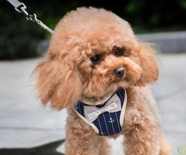 公认“最有灵性”的7种狗，养过的人都说好！