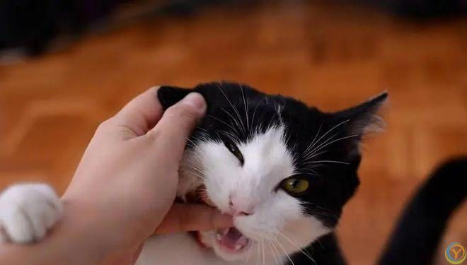 盘点猫咪最让人误解的6大行为，你真的懂猫吗？