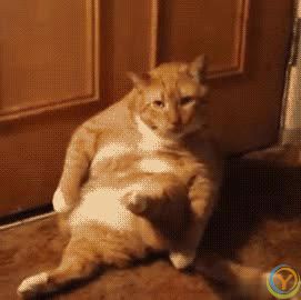 猫咪过度肥胖危害大，你了解吗？动物科普告诉你真相！