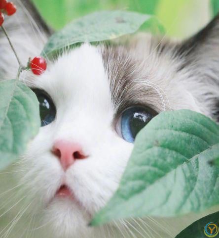 布偶猫用爪子“扒拉你”，有6种含义，快来了解一下吧？